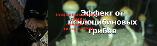 сатива Пересвет