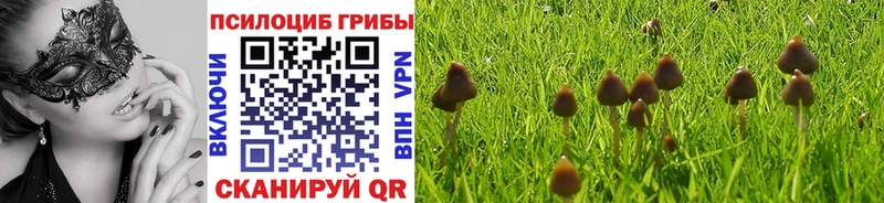 закладки  Неман  Псилоцибиновые грибы Psilocybe 